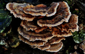 Close Up of a Turkey Tail Mushroom