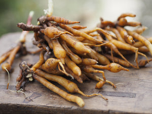 Cordyceps Benefits for Health